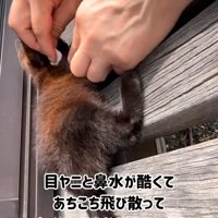 顔を拭かれる子猫