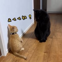 後ろ足で立ち上がる子猫