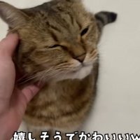 撫でられる猫