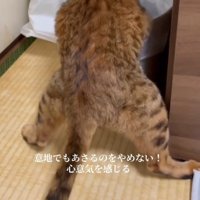漁り続ける猫