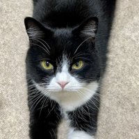 床に伏せながら飼い主さんを見上げる猫