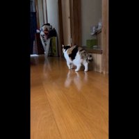 左前足を上げた後ろ姿