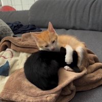 遊んでいる2匹の子猫