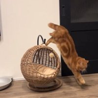 飛び降りる猫