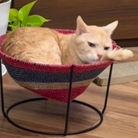 ハンモックに入っている猫
