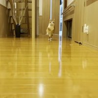 跳ねるように駆けてくる姿