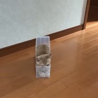 ケースに入っている猫