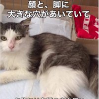 横になっている猫