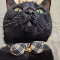 下から見た猫の顔