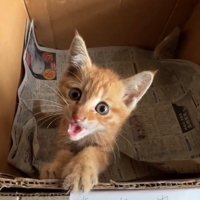 ダンボールの中の猫