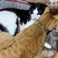 茶色い猫に乗られる2匹の猫