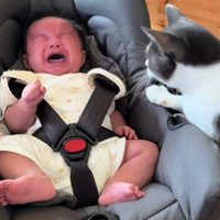 泣いている赤ちゃんと猫