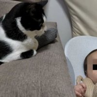 猫と赤ちゃん