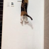 飛び上がる三毛猫3