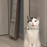 飼い主の顔を見つめて様子をうかがう猫