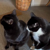 並んで座っている2匹の猫