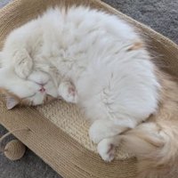 寝ている猫