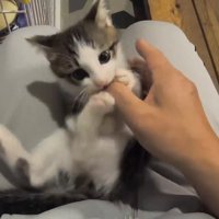 人の指で遊ぶ子猫