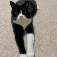 ソファの上で前足を伸ばしてくつろぐ猫