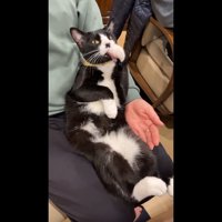 こちらを見ながら毛づくろい