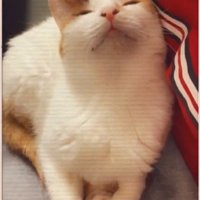 頭をなでられる猫