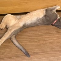 猫がベッドの横で寝ている（アップ）