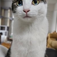 遠くを見つめるキジ白猫