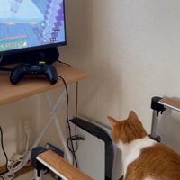 ゲーム本体を見つめる猫