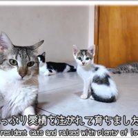 4匹の猫