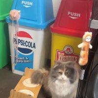 しょんぼりねこ