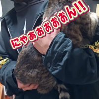 激怒する猫