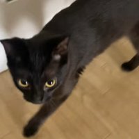 飼い主に呼ばれて行く黒猫