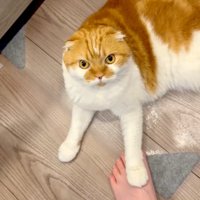 飼い主の足に手を置く猫