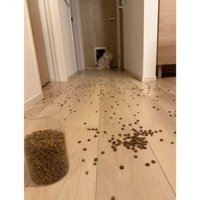 キャットフードが散らばった床