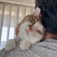 抱っこしてもらう猫2