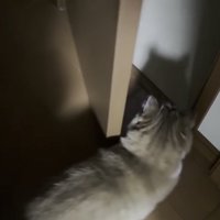 ドアの中に入っていく猫の写真1