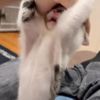手を掴む子猫