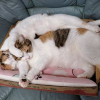 仲良し三毛猫姉妹