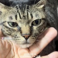 飼い主さんの手に顎を乗せるキジトラ猫