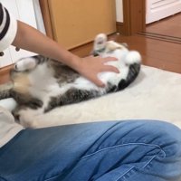 寝返りを打つ猫
