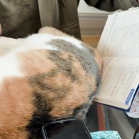 猫の体の下から教科書を引き抜く男の子