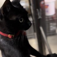 外を見る猫