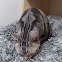 クッションの上にいる猫