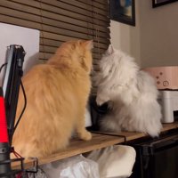 横を向く白い猫