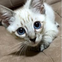 座っている子猫