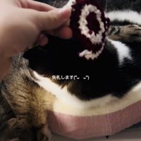 キジ白猫の頭の寸法を測るママと隣で寛ぐ子猫