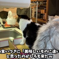 テロップ「ぽこうまの食いつきに～」
