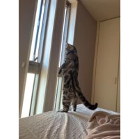 二足立ちの猫