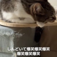 板の上で寝る猫