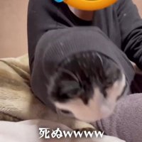 嫌がらない猫